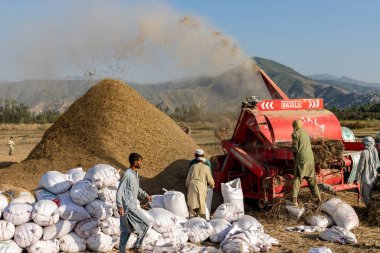 MALAKAND BÖLÜMÜ, KPK, PAKISTAN, Ekim 07, 2022: Çiftçi ve işçiler pirinç tarlasında pirinç mahsullerini harap etmek için çalışıyorlar