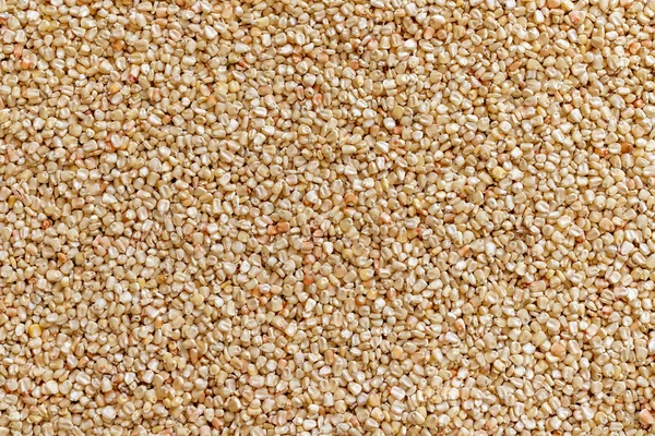 Güneşte kurumak için tarlada mısır ya da mısır tohumları.