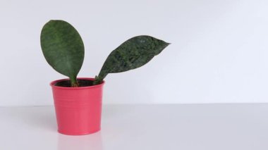 Sansevieria yılan yüzgeci güzel bir tencerede