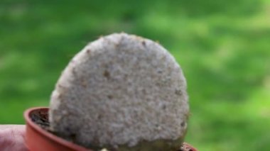 Opuntia Santa-Rita kaktüsündeki böcekler