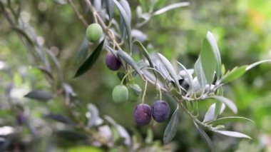 Zeytin ağacının dalında olgun meyveler