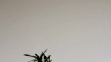 Dekoratif bir tencerede küçük bir madagaskar palmiyesi