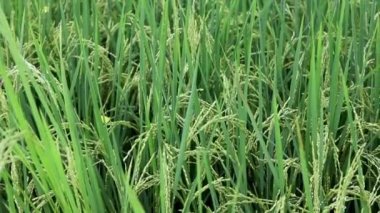 Tarım tarlası pirinç mahsulü yakın çekim görüntüsü