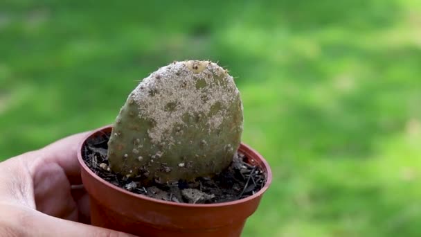 Skala Koszenila Mealybug Zwykle Pojawia Się Kłującym Kaktusa Gruszkowego — Wideo stockowe