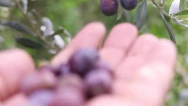 Reife Olivenfrüchte Der Hand — Stockvideo