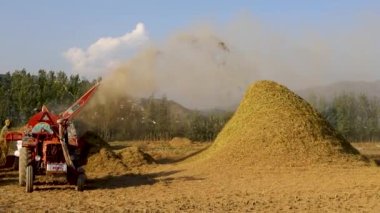 Pakistan 'ın Hayber Pakhtunkhwa eyaletinde pirinç toplama mevsimi