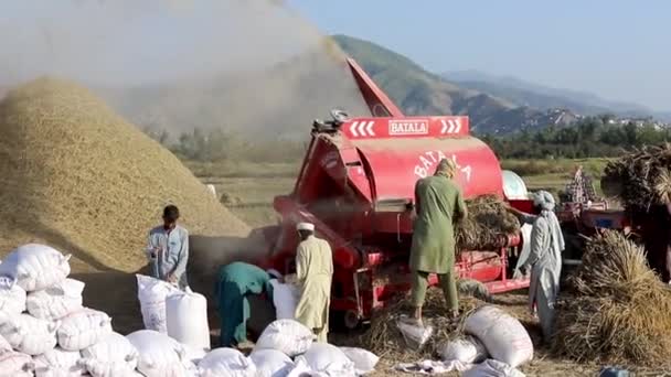 Landbouwers Die Landbouwmachines Apparatuur Gebruiken Voor Rijstdorsen Het Veld Pakistan — Stockvideo