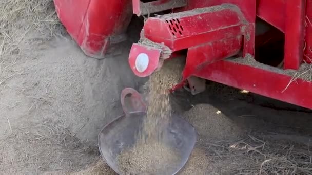 Rice Thresher Machine Working Field Harvesting Ripe Rice Crop — Stock Video