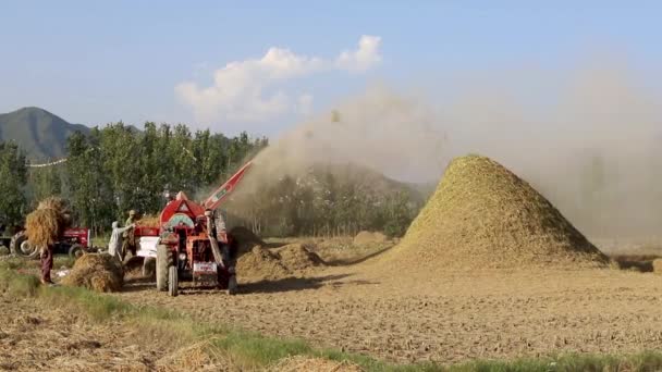 Máquinas Agrícolas Que Trabalham Nos Campos Arroz Para Debulhar Cultura — Vídeo de Stock