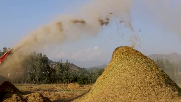 Reisdrescher Bei Der Reisernte Auf Dem Feld — Stockvideo