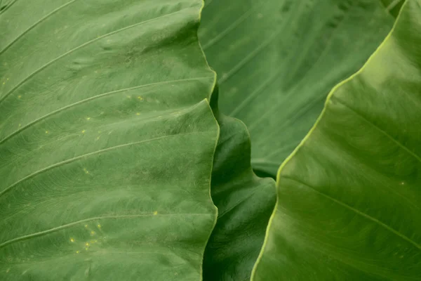 Grüne Taroblätter Gut Für Die Natur Hintergrund Und Tapete — Stockfoto