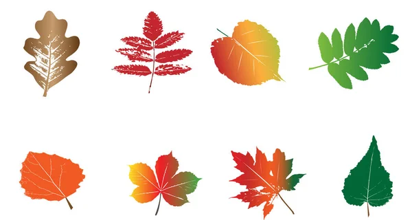 孤立した葉 色鮮やかな紅葉 — ストックベクタ