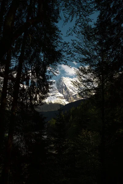 Zugspitze Dağı. Bavyera Alpleri. Almanya. Ormandan güzel dağ manzaraları görülebilir..