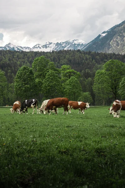 Alp çayırları. Alp inekleri. Milka Dağı Zugspitze. Bavyera Alpleri. Almanya. Ormandan güzel dağ manzaraları görülebilir..