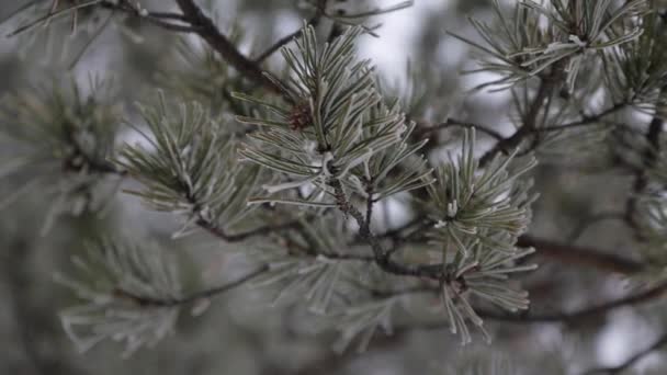 Fagyasztott fenyő ág közelkép. Fagy a növényeken. téli táj: hó a természetben. Tűk a fagyban. Karácsonyfa — Stock videók