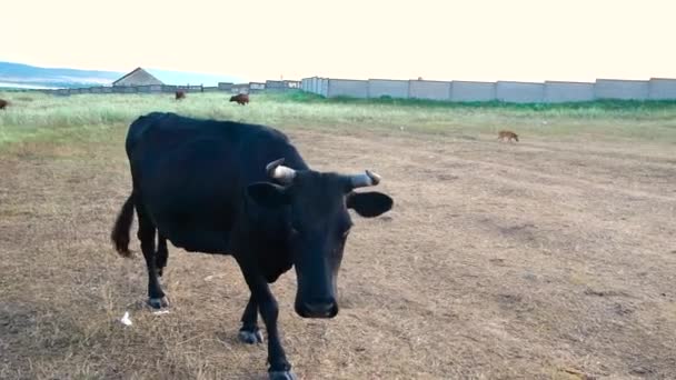 Ganado pastando en el prado. Mascotas: vaca roja de cerca — Vídeos de Stock
