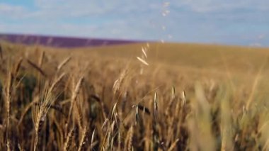 Hasat: Olgun buğday tarlada yetişir. Altın sarısı, yakın plan.