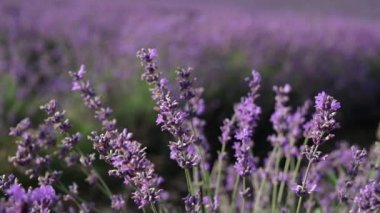 Gün batımında lavanta. Çiçek yaklaştır
