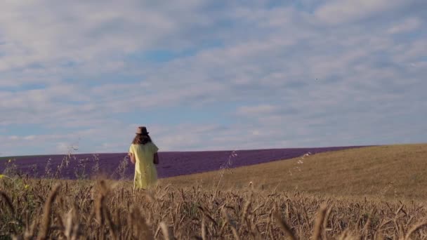 Cosecha: el trigo maduro crece en el campo. El grano de oro y la niña están caminando por el campo. el sol caliente acaricia la piel — Vídeo de stock