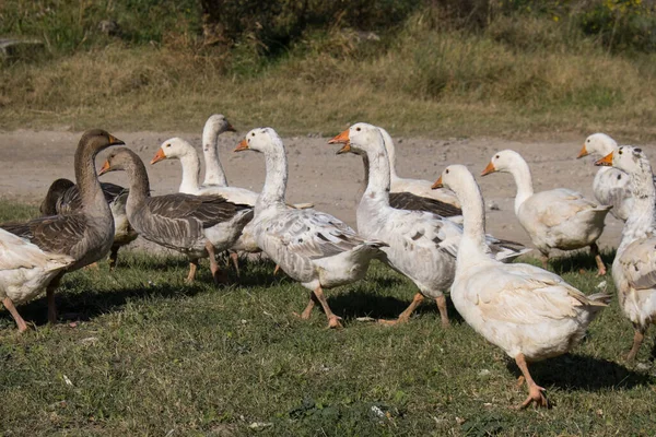 Gänseschwarm in der Geflügelfarm — Stockfoto