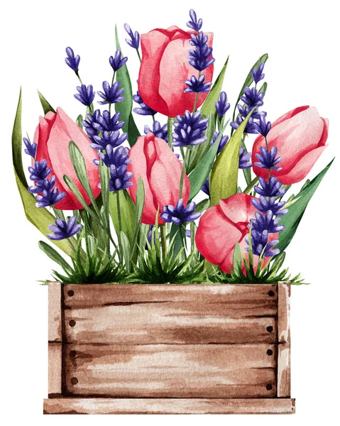 Box with pink tulips and lavender. Spring illustration of tender plants. Great for stickers, decor, postcards, and more — Fotografia de Stock