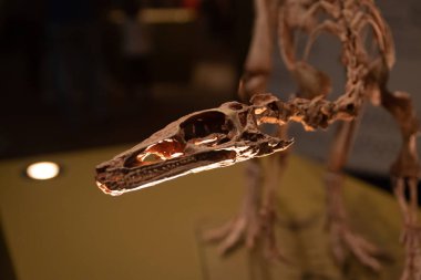 Yakın görüşte dinozor iskeleti - Seçici Odaklanma