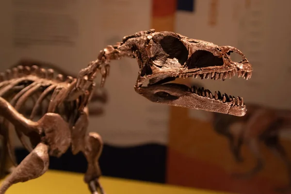 Szkielet Dinozaura Bliskim Zasięgu Wzroku Ostrość Selektywna — Zdjęcie stockowe