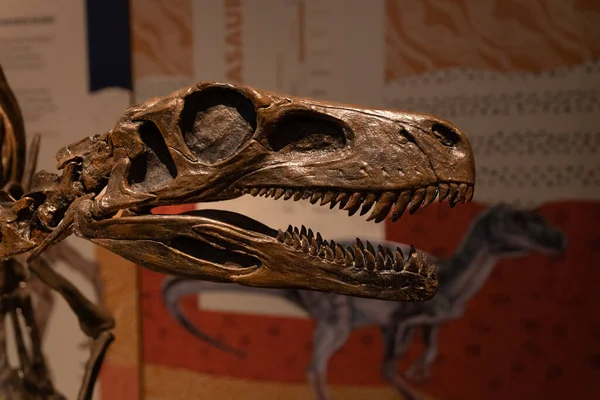 Herrerasaurus Iskeleti Yakından Görünüyor Seçici Odaklanma — Stok fotoğraf