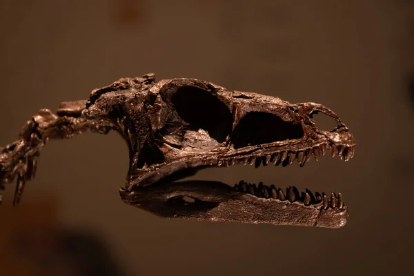 Esqueleto Dinosaurio Vista Enfoque Selectivo — Foto de Stock