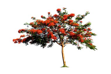 Tayland 'da ağaçları budama kırmızı çiçeği beyaz arka planda izole edilmiş. Yollar kesildi..