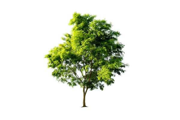 Samotne Drzewo Białym Tle Nowej Wiosnie — Zdjęcie stockowe