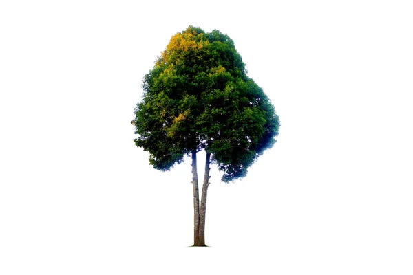 Árbol Solitario Sobre Fondo Blanco —  Fotos de Stock