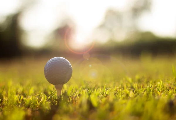 Bola Golfe Com Grama Verde Close Foco Suave Luz Sol — Fotografia de Stock