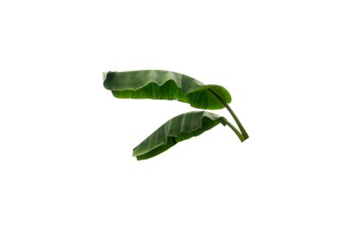 tasarım ve öğretim materyalleri için yeşil muz yaprakları. 