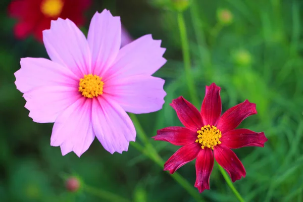 One Bright Pink White Cosmos Flowers Green Leaves Buds Garden — Stock Photo, Image