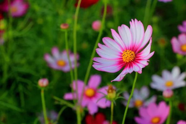 Cosmo Bianco Rosa Brillante Fiori Con Foglie Verdi Boccioli Giardino — Foto Stock