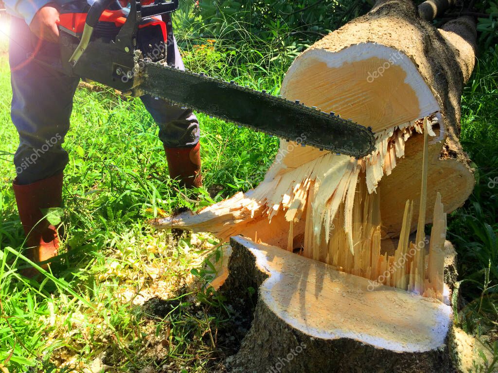 Usando una motosierra para talar árboles, los trabajadores forestales