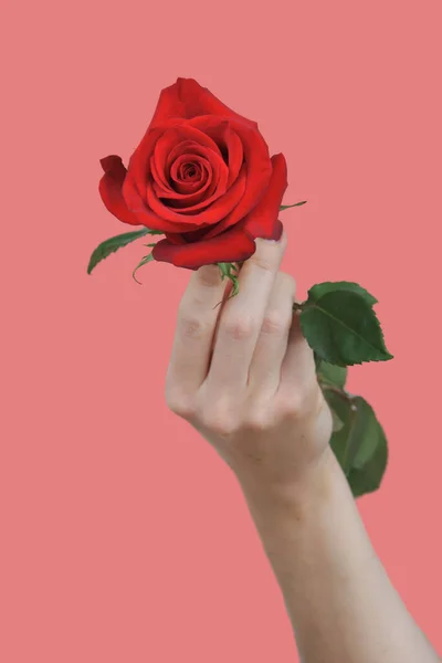 Bela Rosa Vermelha Mão Feminina Fundo Rosa — Fotografia de Stock