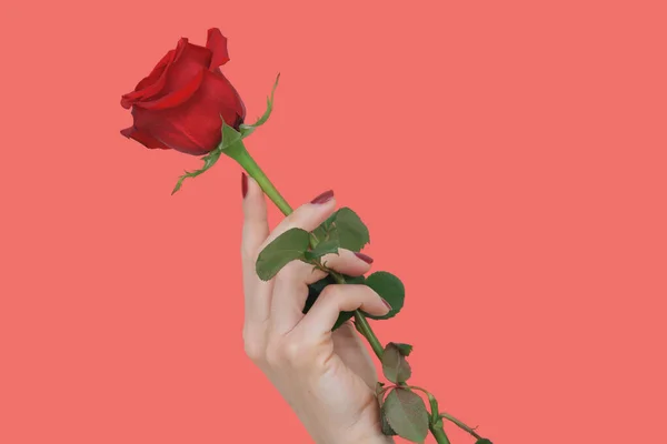 Hermosas Uñas Rojas Tocando Los Pétalos Una Hermosa Rosa Roja —  Fotos de Stock