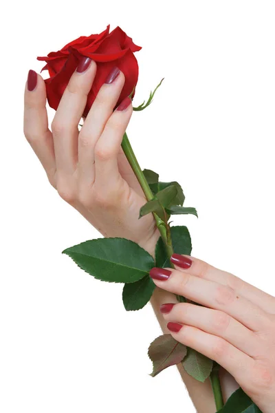 Schöne Rote Fingernägel Die Die Blütenblätter Einer Schönen Roten Rose — Stockfoto