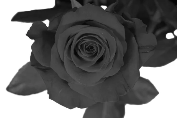 一朵黑白相间的美丽玫瑰的布景 — 图库照片