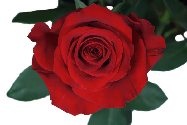 一朵美丽的红玫瑰在白色背景上的特写 — 图库照片