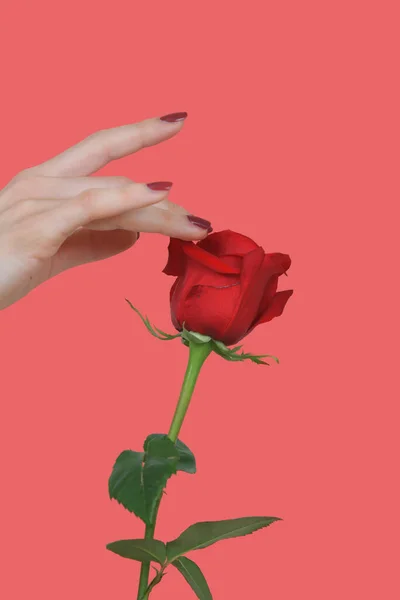 Рука Красивыми Красными Ногтями Касается Лепестков Красивой Красной Розы Розовом — стоковое фото