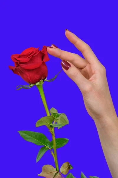 一只长着漂亮红指甲的雌性手 触碰着美丽红玫瑰花瓣的蓝色背景 — 图库照片