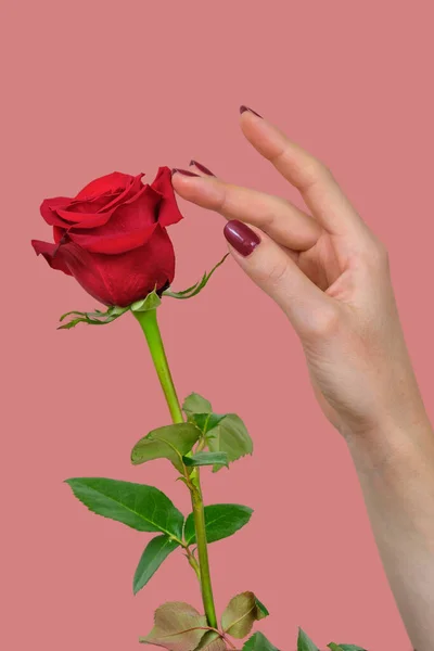 一只长着漂亮红指甲的雌性手 触碰着美丽的红玫瑰花瓣 背景是粉色的 — 图库照片