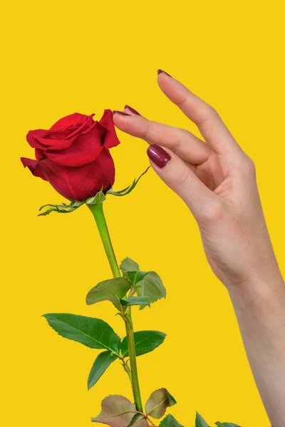 一只雌手 有美丽的红色指甲 触碰着美丽的红色玫瑰花瓣 背景是黄色的 — 图库照片