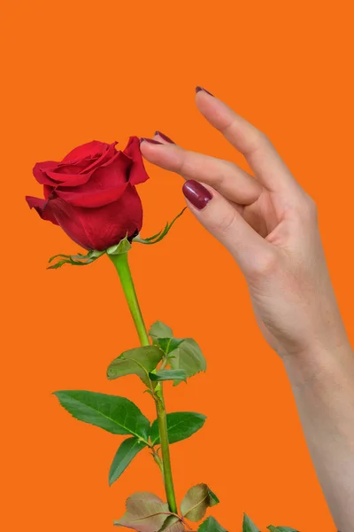 在橙色的背景上 一只长着漂亮的红色指甲的雌性手接触着美丽的红色玫瑰花瓣 — 图库照片