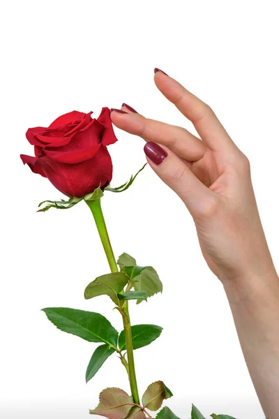 一只雌手 有美丽的红指甲 触碰着美丽的红玫瑰花瓣 背景是白色的 — 图库照片