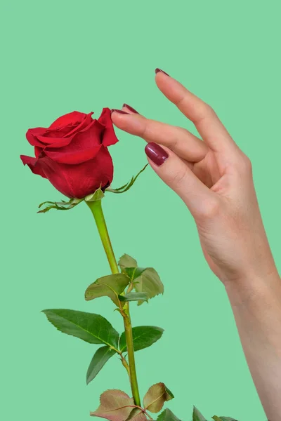 Female Hand Beautiful Red Fingernails Touching Petals Beautiful Red Rose — Stock Photo, Image