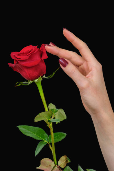A female hand with beautiful red fingernails touching the petals of a beautiful red rose on a black background